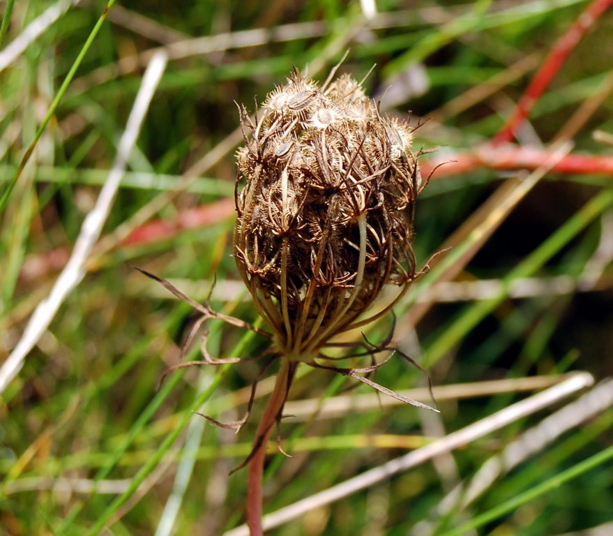 wild carrot